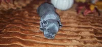 Alley, a female French Bulldog for sale in Lake, MI – 1 of 1