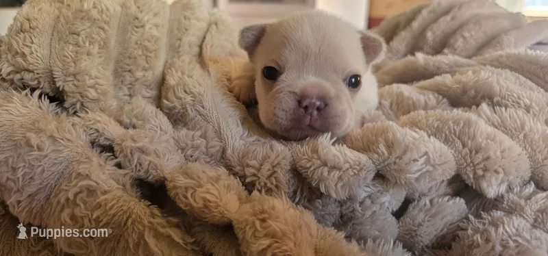 Nick – French Bulldog puppy for sale in Lake, MI