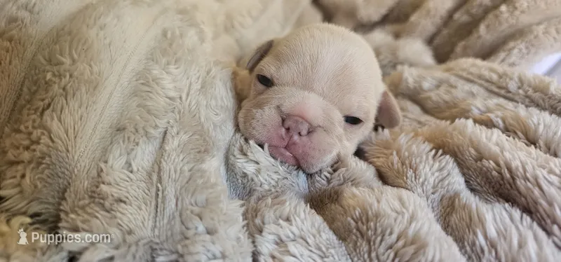 Jess – French Bulldog puppy for sale in Lake, MI