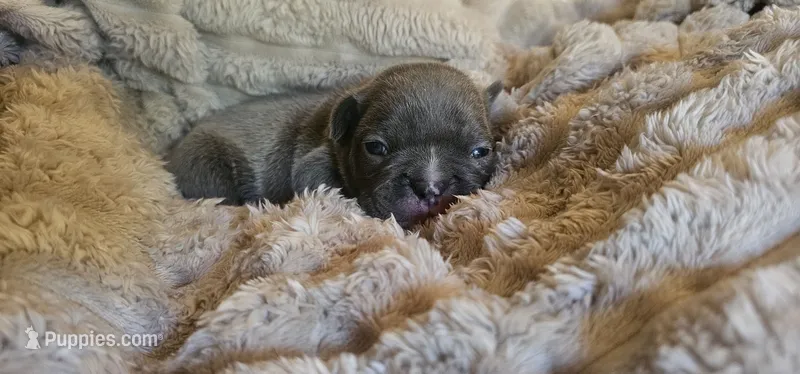 Schmitt – French Bulldog puppy for sale in Lake, MI
