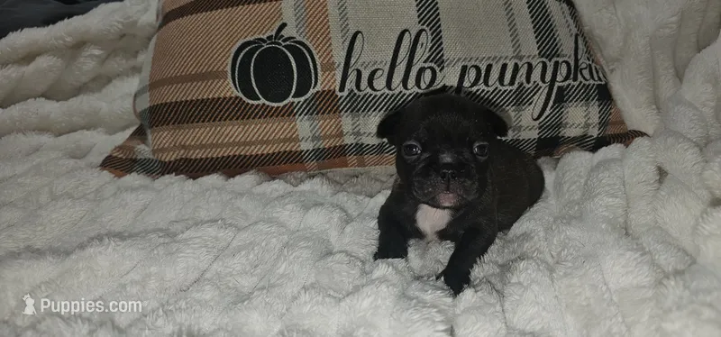 Cici – French Bulldog puppy on hold in Lake, MI