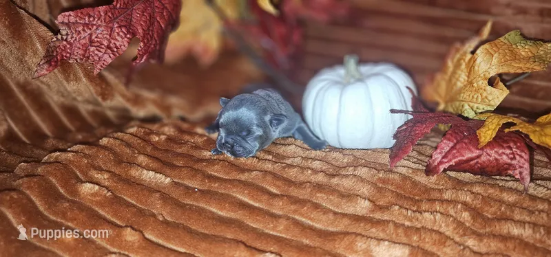 Winston – French Bulldog puppy for sale in Lake, MI
