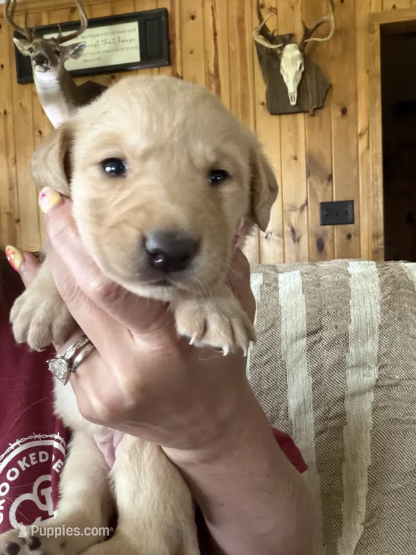 Pink Collar – Labrador Retriever puppy for sale in Canton, GA