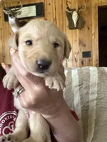 Pink Collar, a female Labrador Retriever for sale in Canton, GA – 1 of 1