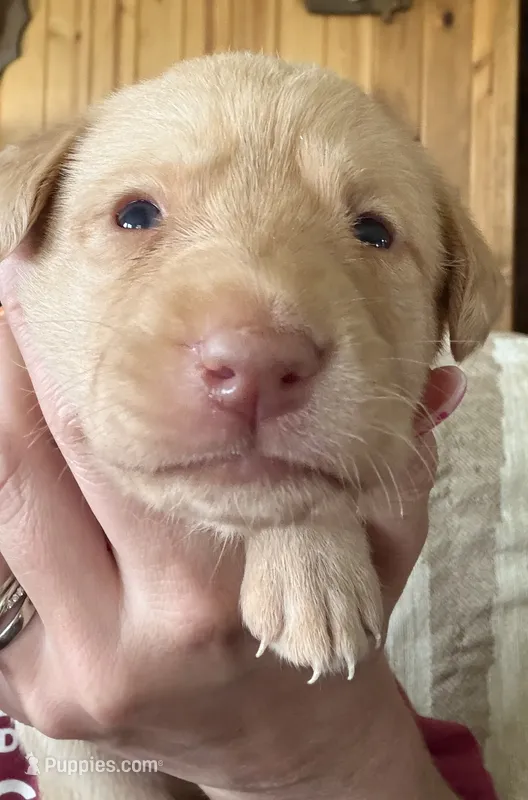Tan Collar – Labrador Retriever puppy for sale in Canton, GA