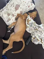 Hennessy , a female Bloodhound for sale in Sebring, FL – 4 of 4