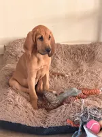 Hennessy , a female Bloodhound for sale in Sebring, FL – 2 of 4