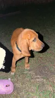 Hennessy , a female Bloodhound for sale in Sebring, FL – 3 of 4