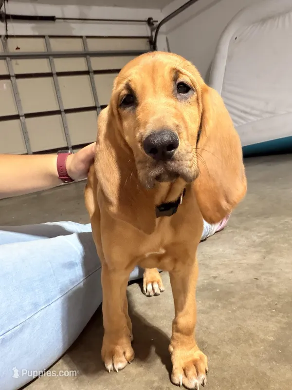 Hennessy  – Bloodhound puppy for sale in Sebring, FL