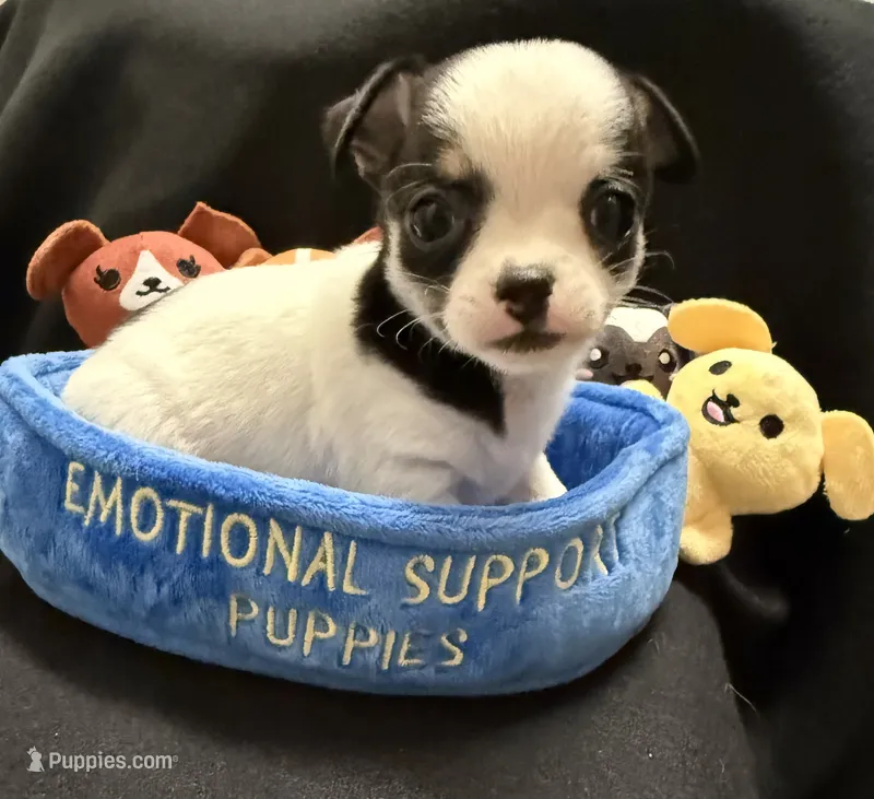 Domino  – Chihuahua puppy for sale in Loxahatchee, FL