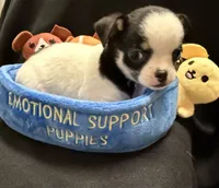 Domino , a male Chihuahua for sale in Loxahatchee, FL – 7 of 8