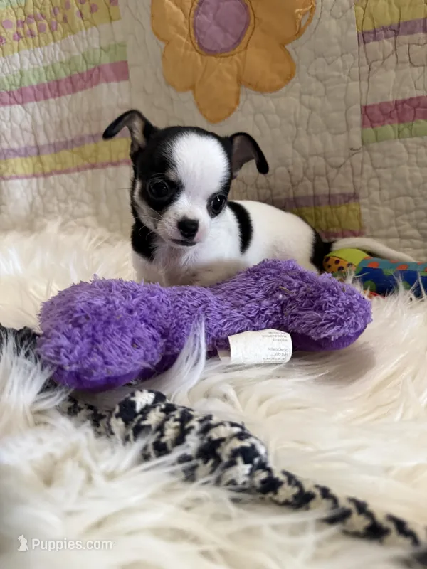 Domino  – Chihuahua puppy for sale in Loxahatchee, FL