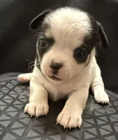 Domino , a male Chihuahua for sale in Loxahatchee, FL – 2 of 8