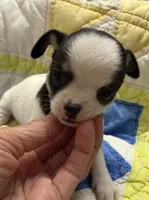 Domino , a male Chihuahua for sale in Loxahatchee, FL – 4 of 8