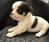 Domino , a male Chihuahua for sale in Loxahatchee, FL – 5 of 8