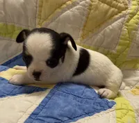 Domino , a male Chihuahua for sale in Loxahatchee, FL – 6 of 8