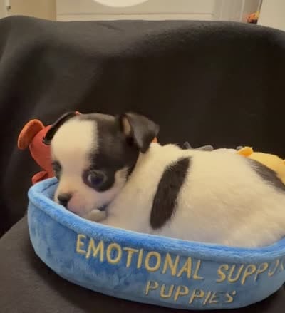 Domino , a male Chihuahua for sale in Loxahatchee, FL – 8 of 8