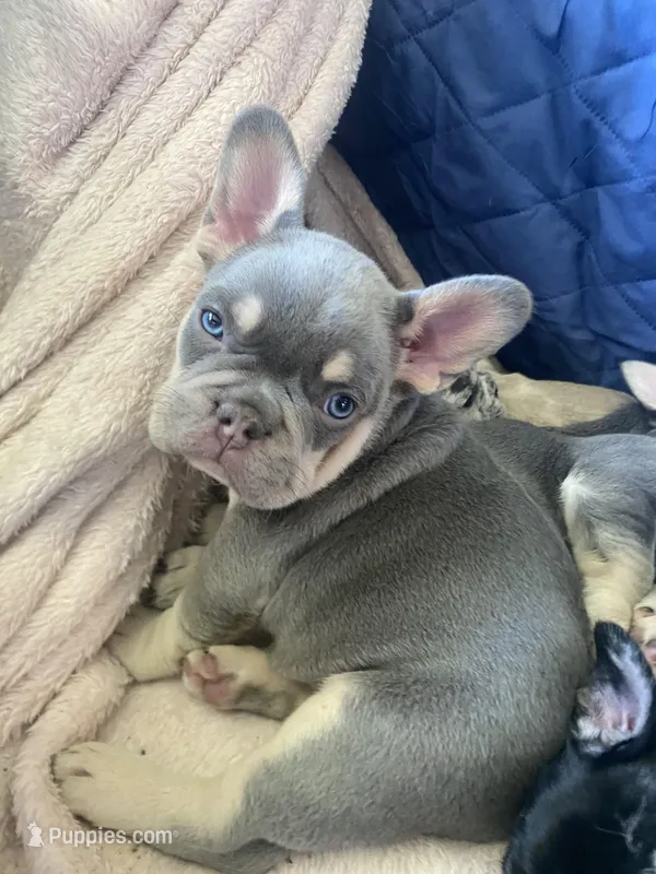 Lilly  – French Bulldog puppy for sale in Minneapolis, MN