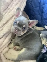 Lilly , a female French Bulldog for sale in Minneapolis, MN – Photo 1 of 7