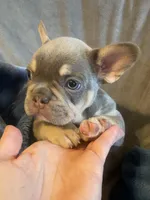 Lilly , a female French Bulldog for sale in Minneapolis, MN – Photo 3 of 7