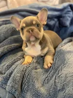 Lilly , a female French Bulldog for sale in Minneapolis, MN – Photo 2 of 7