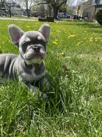 Lilly , a female French Bulldog for sale in Minneapolis, MN – Photo 7 of 7