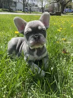 Lilly , a female French Bulldog for sale in Minneapolis, MN – Photo 6 of 7