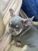Lilly , a female French Bulldog for sale in Minneapolis, MN – Photo 4 of 7