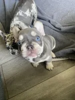 Lilly , a female French Bulldog for sale in Minneapolis, MN – Photo 5 of 7