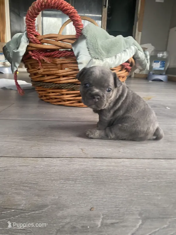 Ms Grey, a female French Bulldog for sale in Minneapolis, MN – Photo 1 of 7