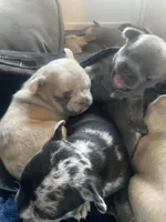 Ms Grey, a female French Bulldog for sale in Minneapolis, MN – Photo 5 of 7