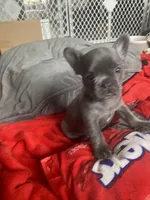 Ms Grey, a female French Bulldog for sale in Minneapolis, MN – 3 of 8