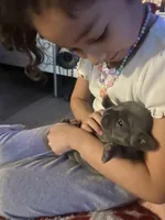 Ms Grey, a female French Bulldog for sale in Minneapolis, MN – Photo 7 of 7