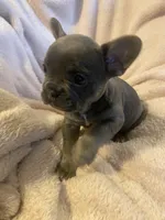 Ms Grey, a female French Bulldog for sale in Minneapolis, MN – 6 of 8