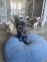 Ms Grey, a female French Bulldog for sale in Minneapolis, MN – 4 of 8