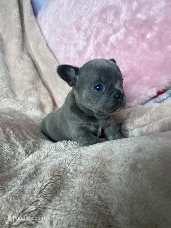 Ms Grey – French Bulldog puppy for sale in Minneapolis, MN