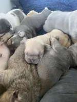 Ms Grey, a female French Bulldog for sale in Minneapolis, MN – Photo 6 of 7