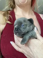 Ms Grey, a female French Bulldog for sale in Minneapolis, MN – Photo 2 of 7