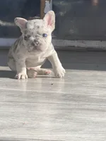 Spot, a female French Bulldog for sale in Minneapolis, MN – Photo 1 of 4