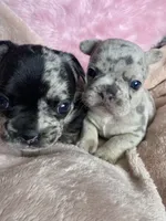 Spot, a female French Bulldog for sale in Minneapolis, MN – Photo 2 of 4