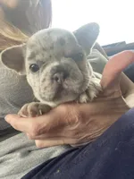 Spot, a female French Bulldog for sale in Minneapolis, MN – Photo 4 of 4