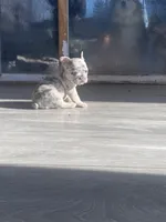 Spot, a female French Bulldog for sale in Minneapolis, MN – Photo 3 of 4