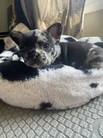 Cru-Ella, a female French Bulldog for sale in Minneapolis, MN – Photo 2 of 5