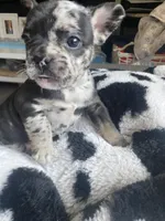 Cru-Ella, a female French Bulldog for sale in Minneapolis, MN – Photo 3 of 5