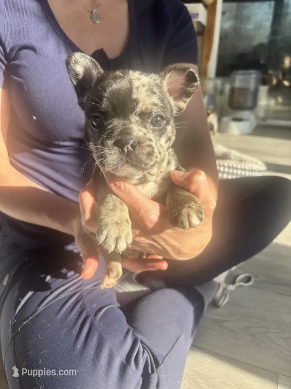 Cru-Ella – French Bulldog puppy for sale in Minneapolis, MN