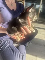 Cru-Ella, a female French Bulldog for sale in Minneapolis, MN – Photo 4 of 5