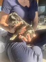 Cru-Ella, a female French Bulldog for sale in Minneapolis, MN – Photo 5 of 5