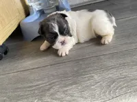 Madame fluff, a female French Bulldog for sale in Minneapolis, MN – Photo 5 of 6