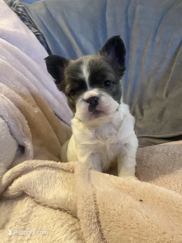 Madame fluff – French Bulldog puppy on hold in Minneapolis, MN