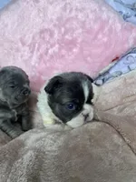 Madame fluff, a female French Bulldog for sale in Minneapolis, MN – Photo 4 of 6